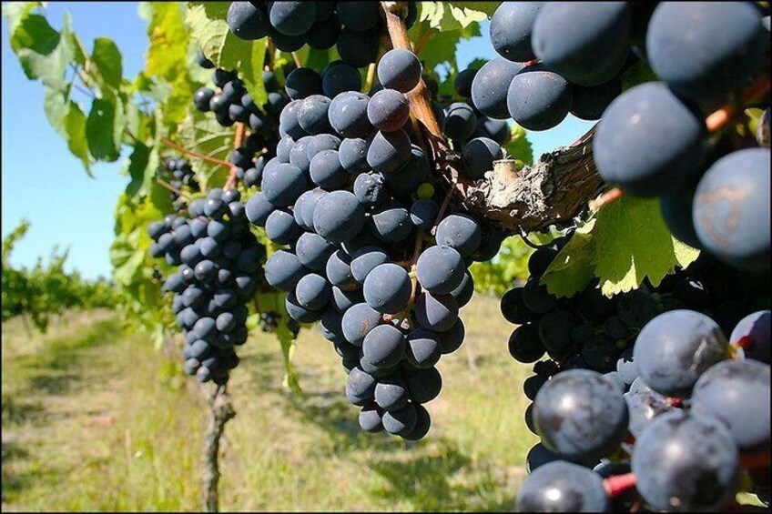 Drive through vineyards