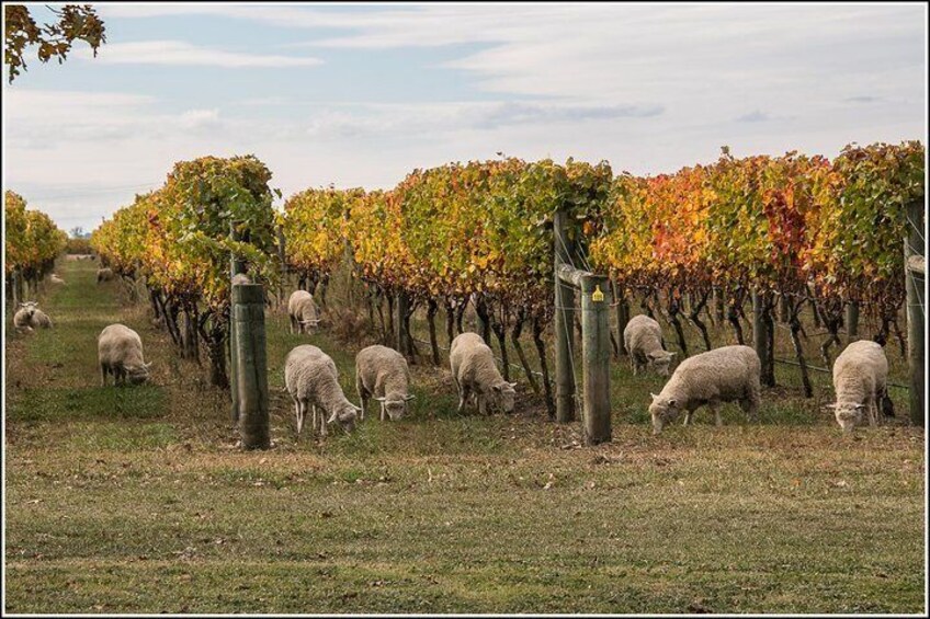 Sheep grazing between the vines