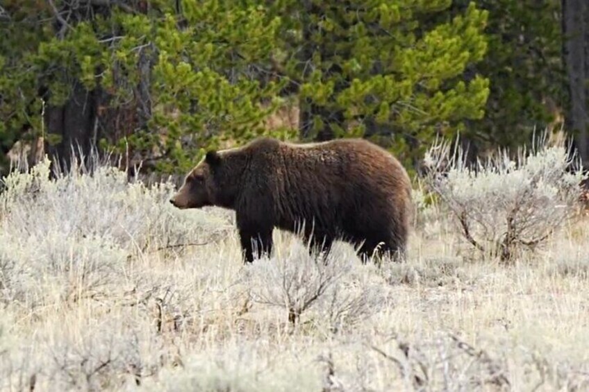 Grizzly Bear Yellowstone
