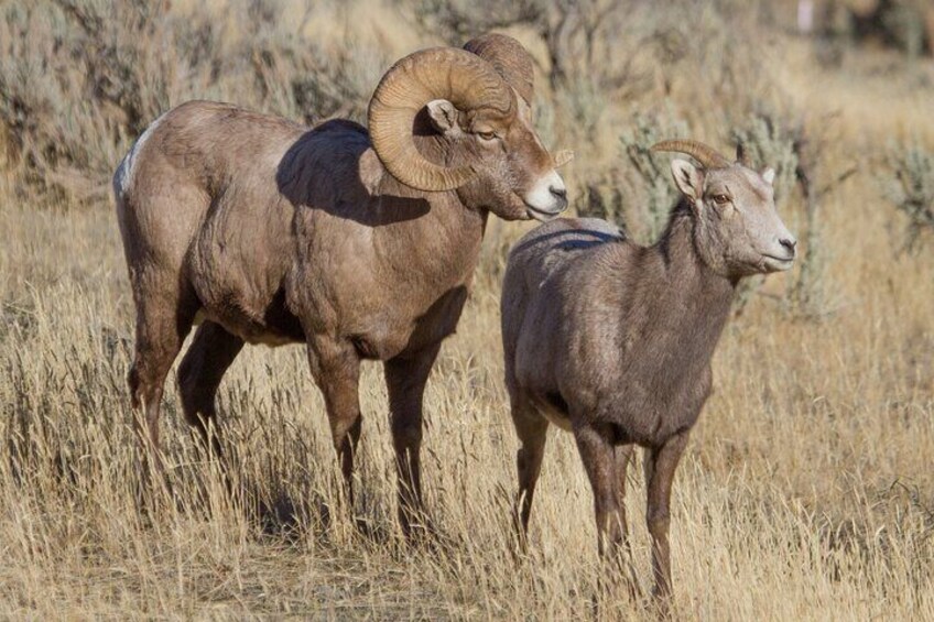 Epic Yellowstone Private Tour