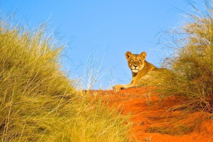 Lion at Hluhluwe Imfolozi