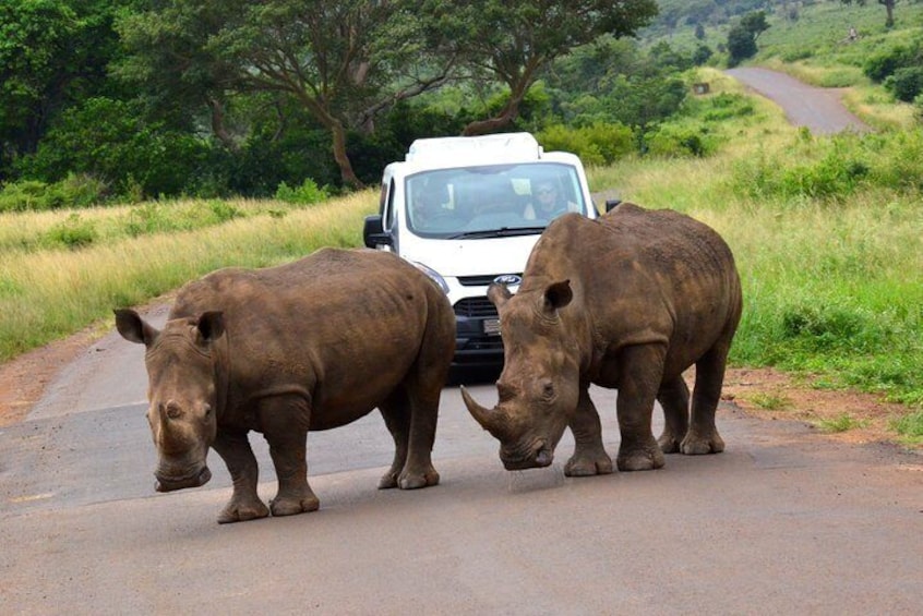 Hluhluwe Rhino 