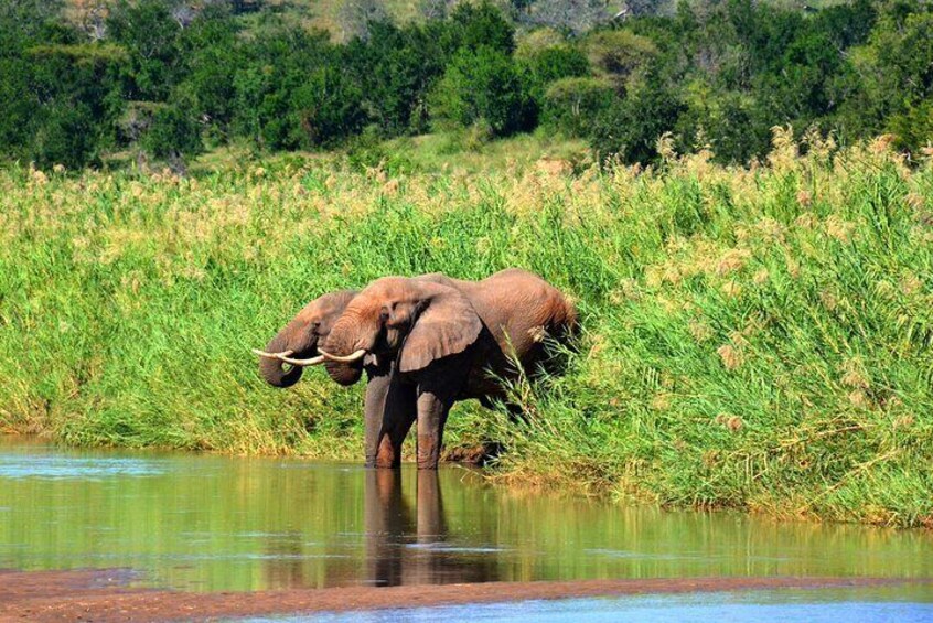 Elephants at Hluhluwe