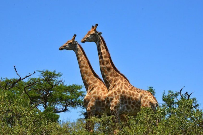 Giraffes Hluhluwe Imfolozi