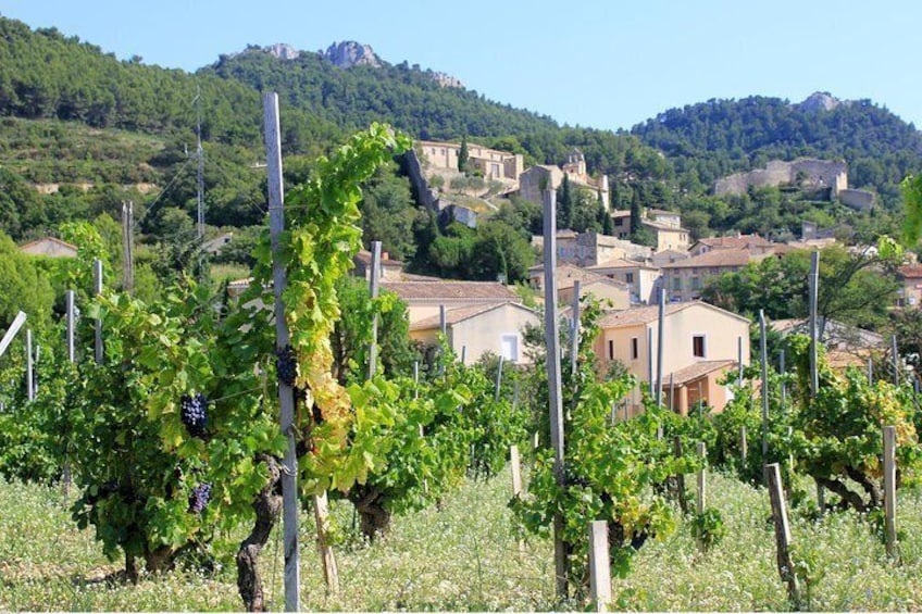 Half Day Great Vineyard Tour from Avignon