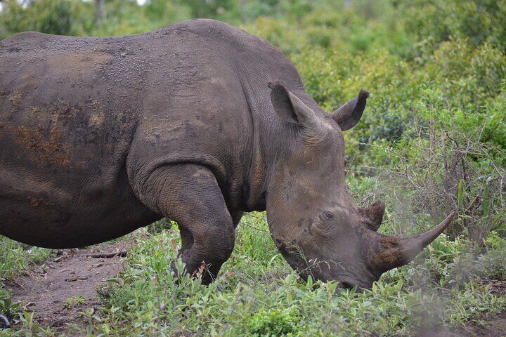 Safari & PheZulu Village Day Tour from Durban