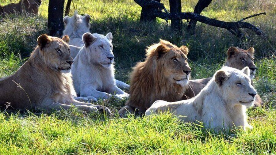 Natal Lion Park