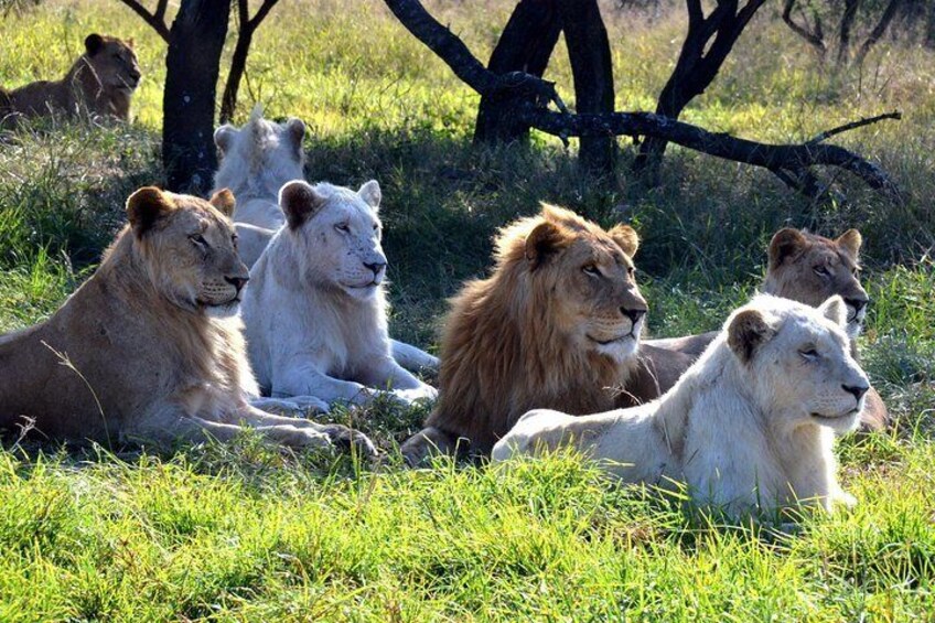 Natal Lion Park