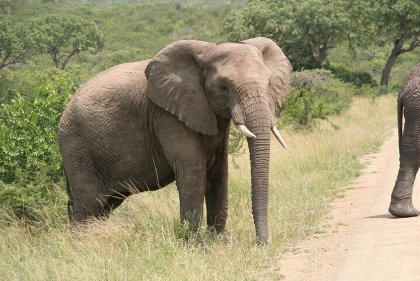 Elephants at Natal Lion Park