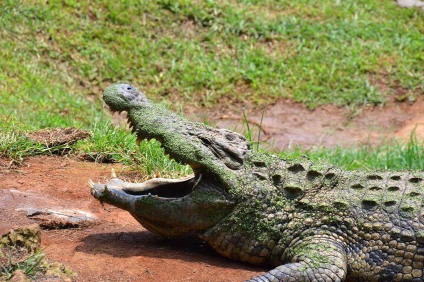 PheZulu Reptile Park