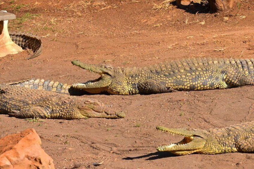 St Lucia Isimangaliso Boat Safari Day Tour from Durban 