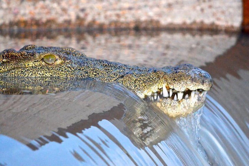 Crocodile at St Lucia Estuary