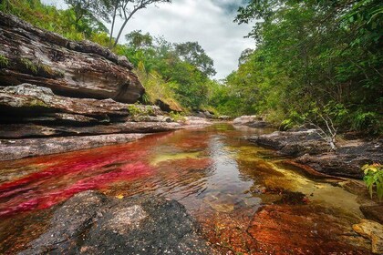 3-Day Trip to Caño Cristales from Bogota