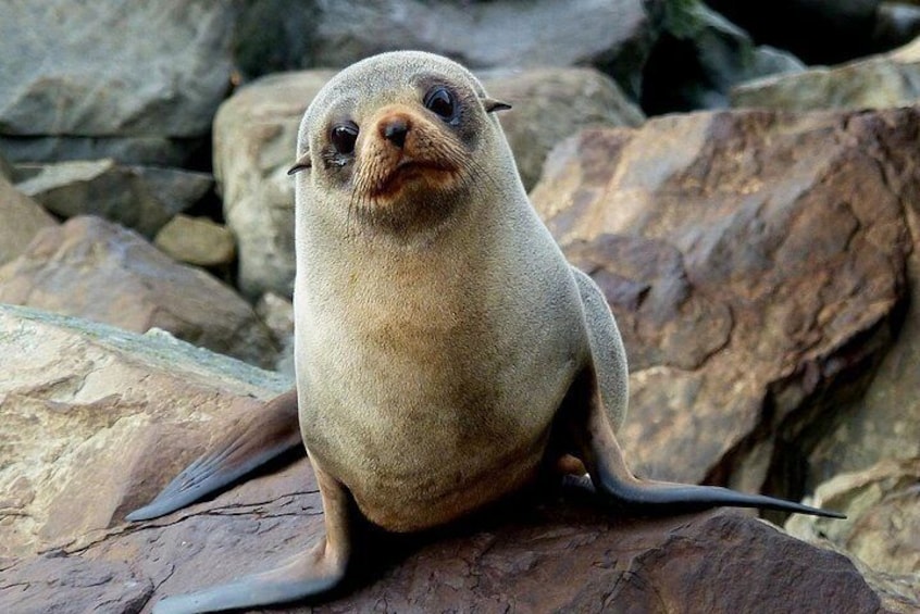 See the cute NZ Fur Seals