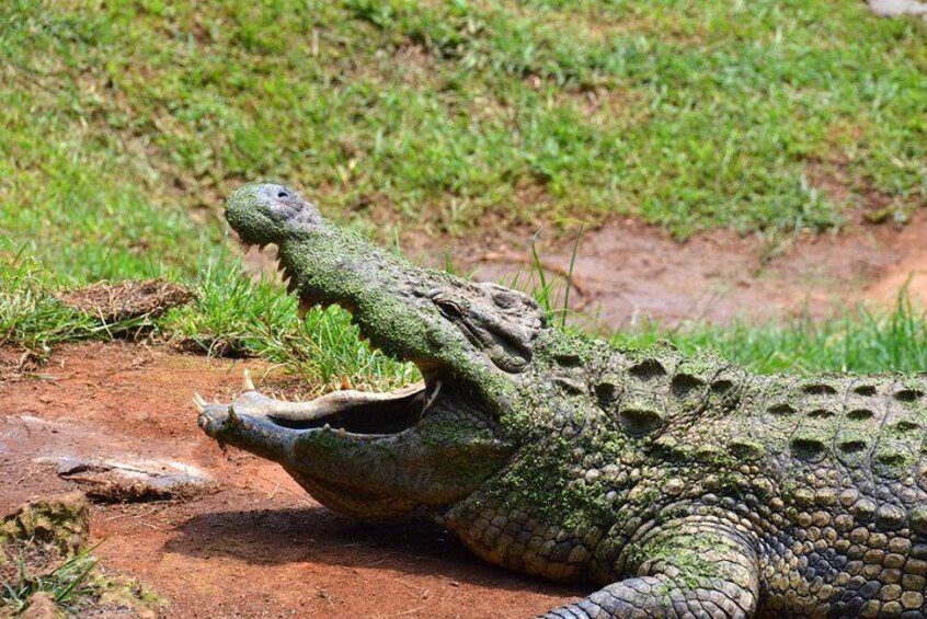 Crocodile at the reptile park