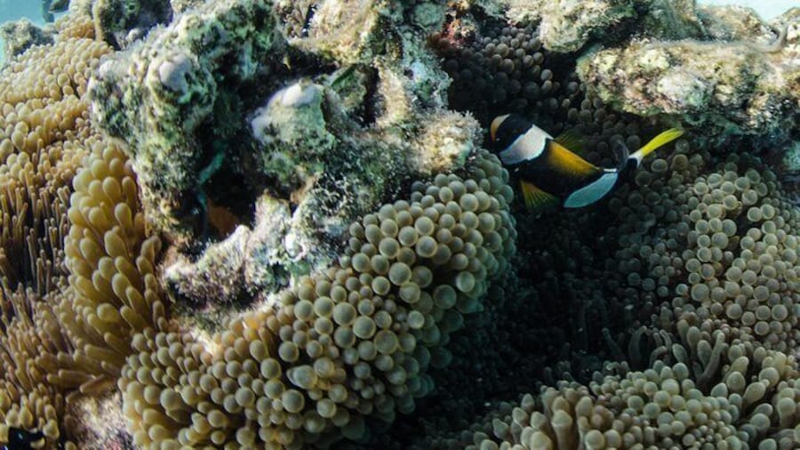 Muiron Islands Dive Tour