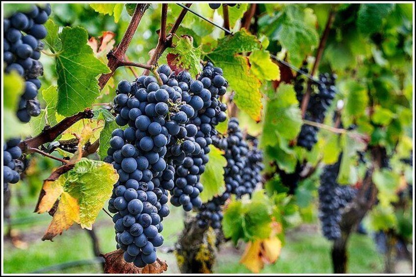Syrah grapes on the vines