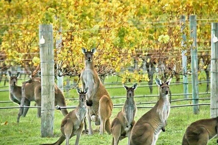 nature in the vineyard 