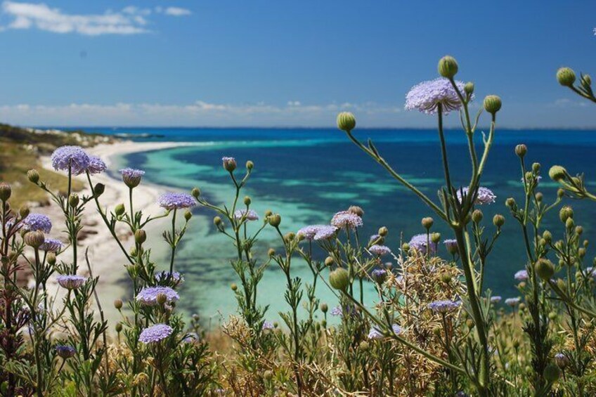 Rottnest Island Bayseeker Tour