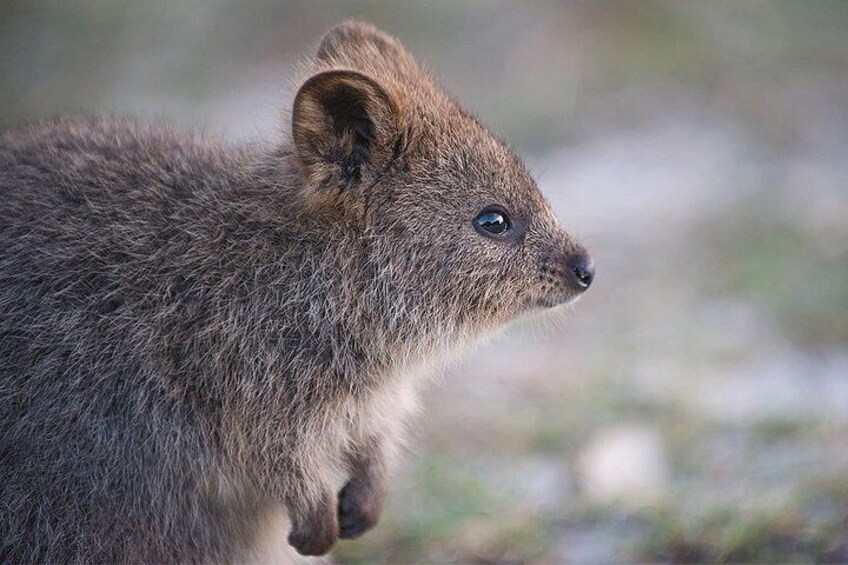 Rottnest Island Bayseeker Tour