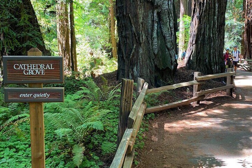 3-Hour Private Muir Giant Redwoods Trees and Sausalito Tour