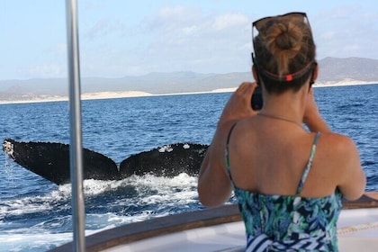 Private Whale Watching in San José del Cabo