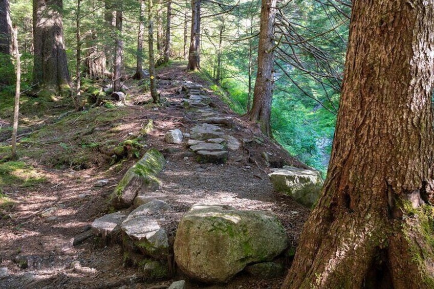 Trail along the avalanche chute