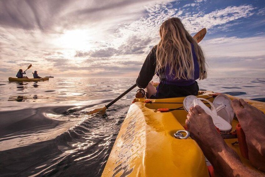 Kayak to the penguins in Simons Town