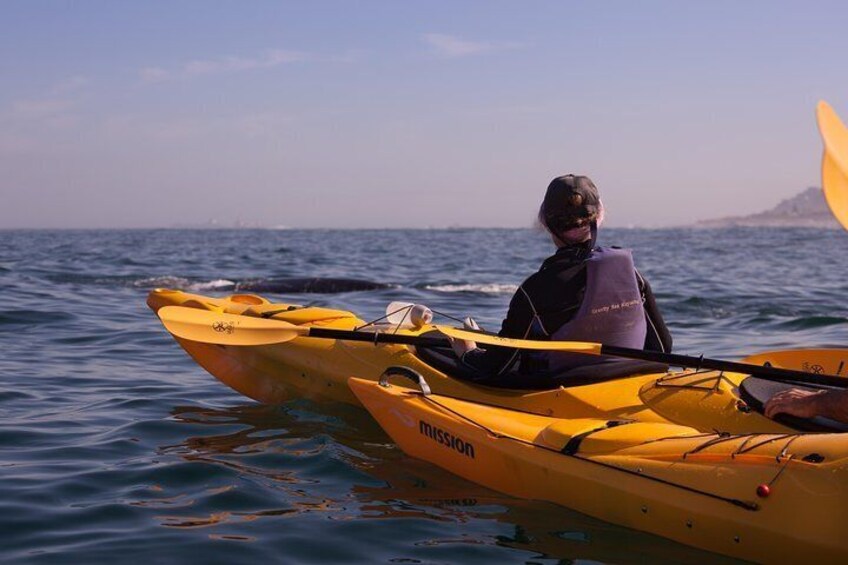 southern right whales are common visisotrs over the winter months