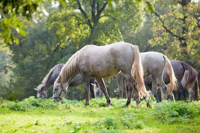 Lipizzaner Horses