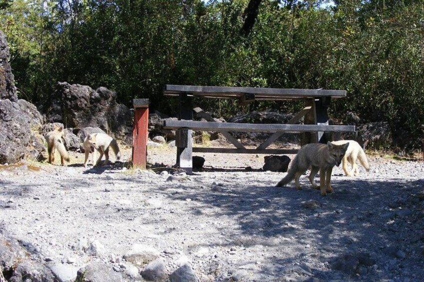 Chilean Fox (Zorro chileno)