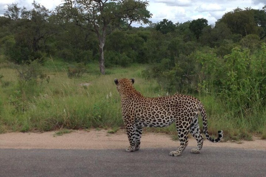 Leopard on the move