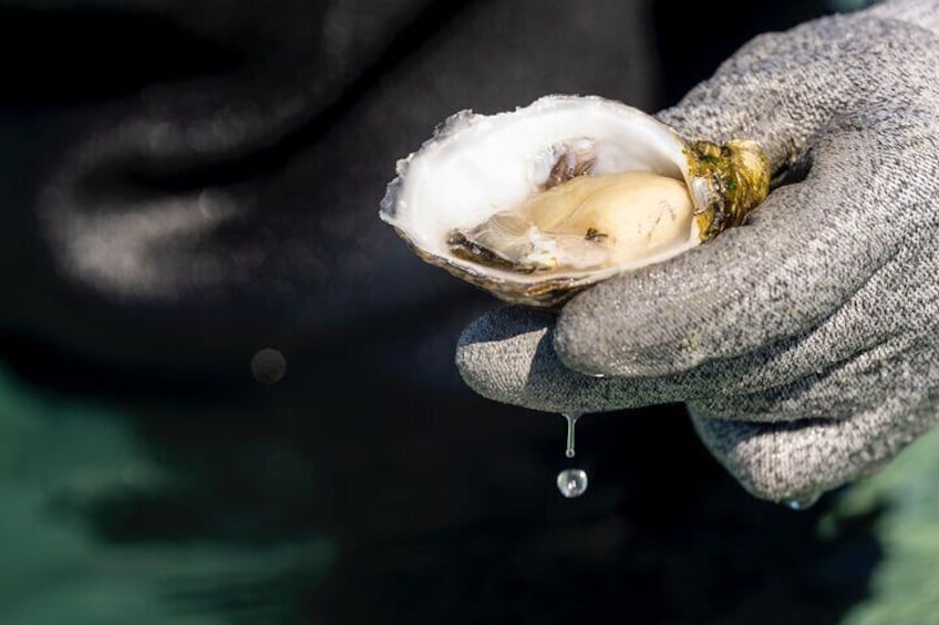 Experience Coffin Bay Oyster Farm and Bay Tour