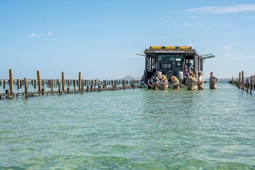 Experience Coffin Bay Oyster Farm and Bay Tour