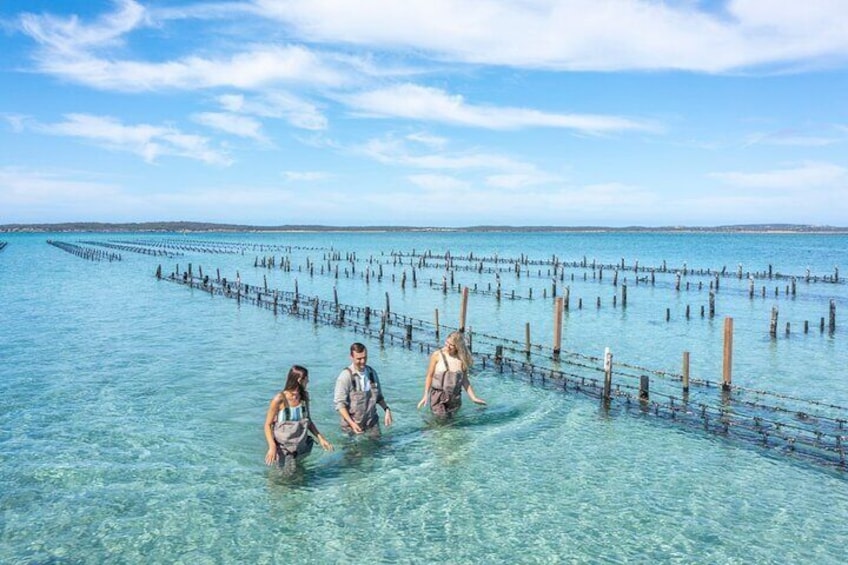 Experience Coffin Bay Oyster Farm and Bay Tour