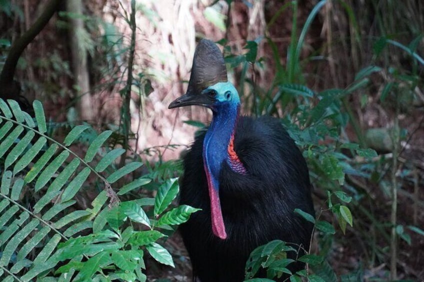 Cassowary, an ancient bird
