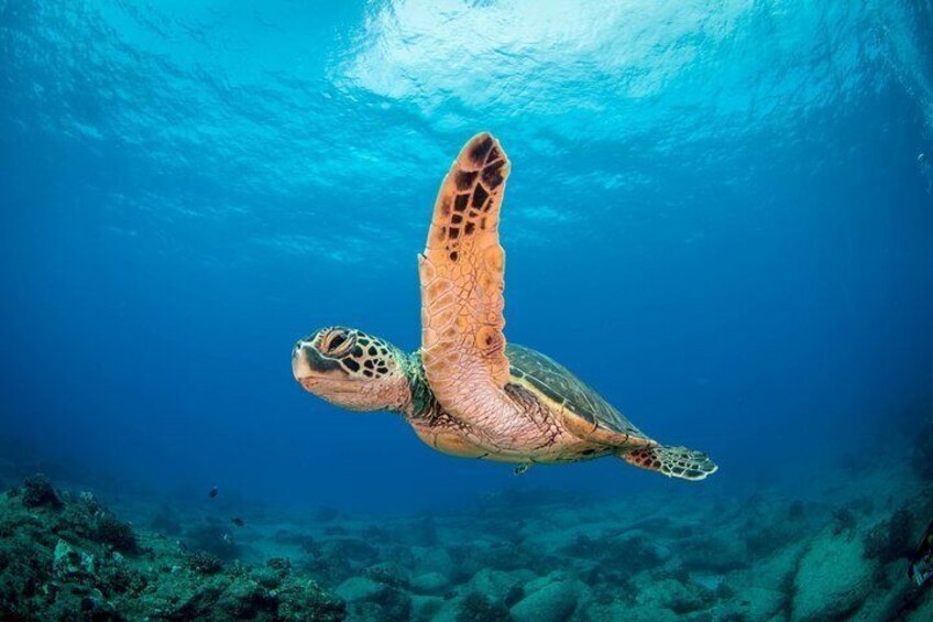 Kauai's Ultimate Scooter Adventure 2 Tank Dive (Advance Certified Divers Only)