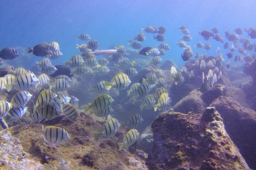 Kauai's Ultimate Scooter Adventure 2 Tank Dive (Advance Certified Divers Only)