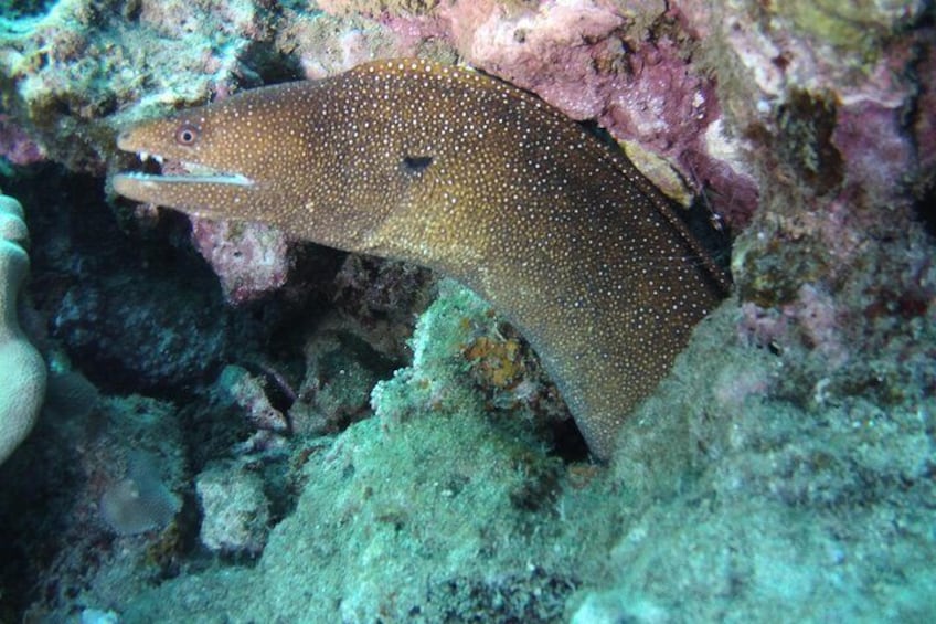 Kauai's Ultimate Scooter Adventure 2 Tank Dive (Advance Certified Divers Only)