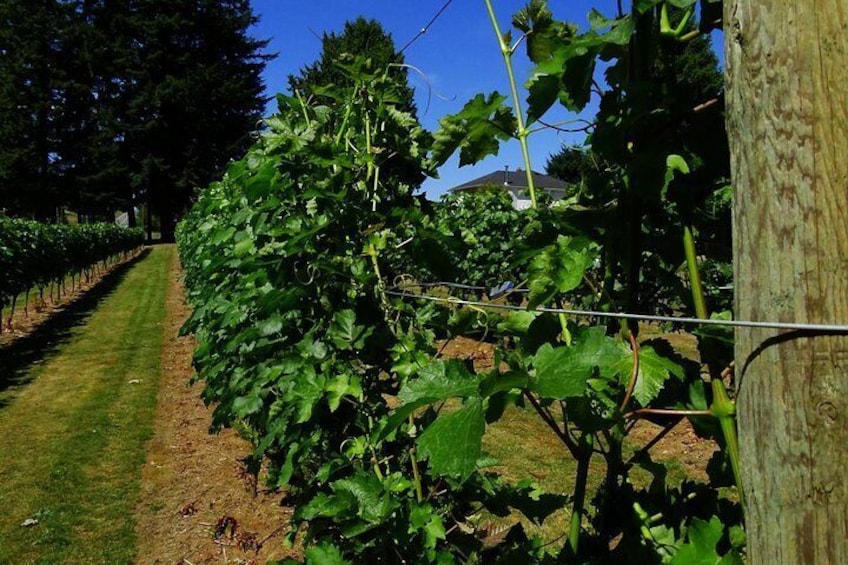 Wine growing