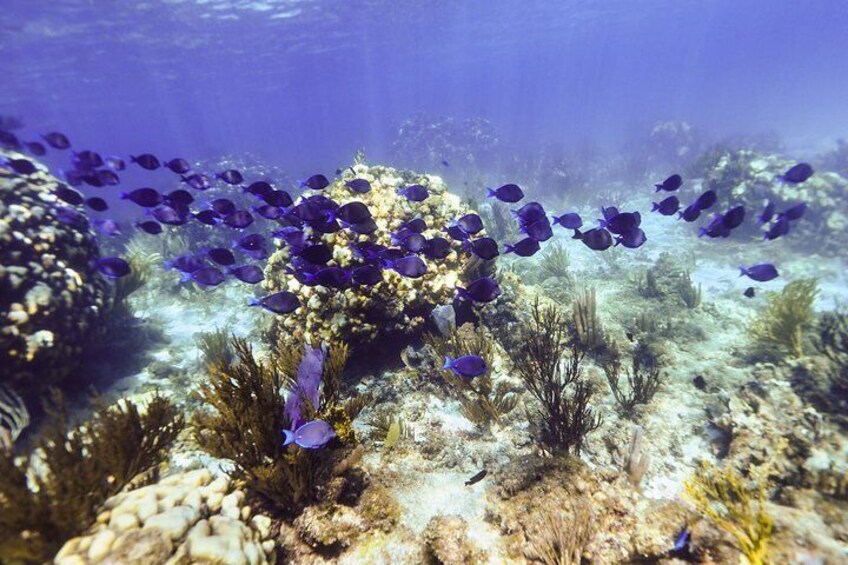 A school of blue tangs