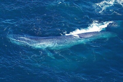 Kaikoura Whales