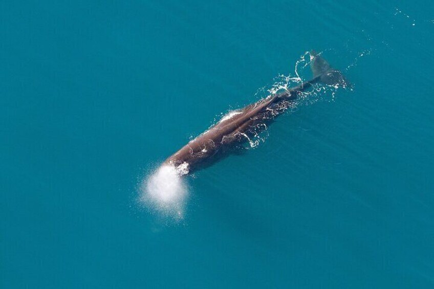 Kaikoura Whales