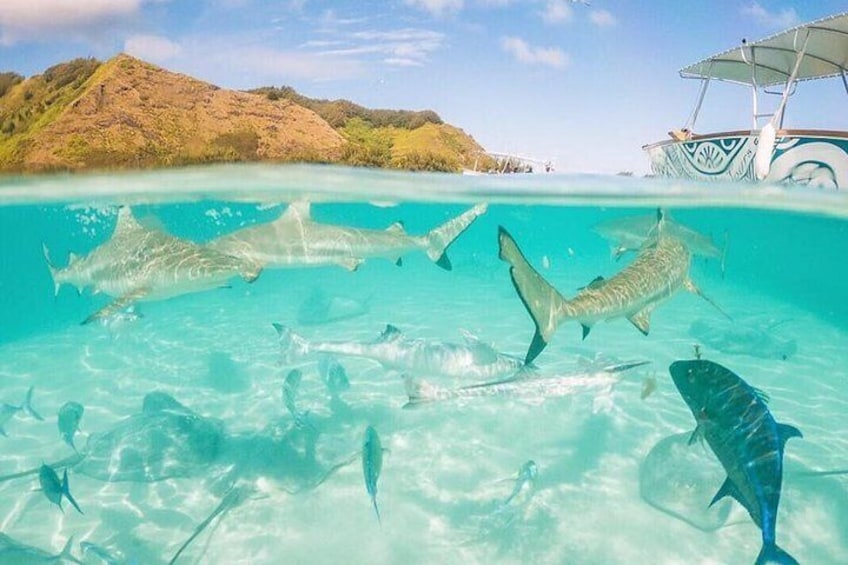 3-hour Lagoon Snorkeling Tour - Private Tour