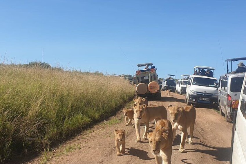 3-Day Maasai Mara Private Safari to Keekorok Lodge from Nairobi