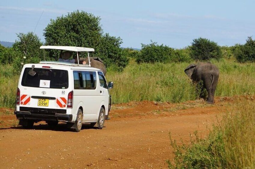 3-Day Maasai Mara Private Safari to Keekorok Lodge from Nairobi