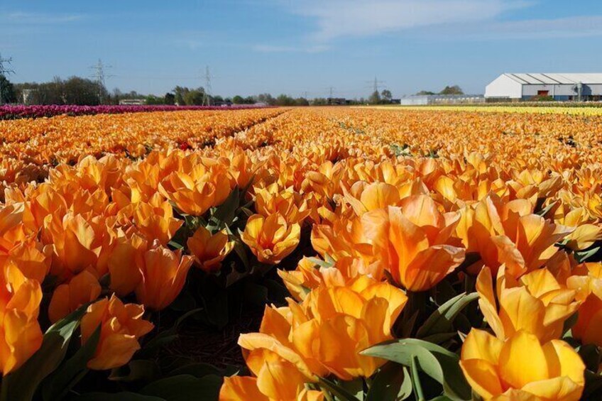 Tulip Fields of Holland tour Seasonal