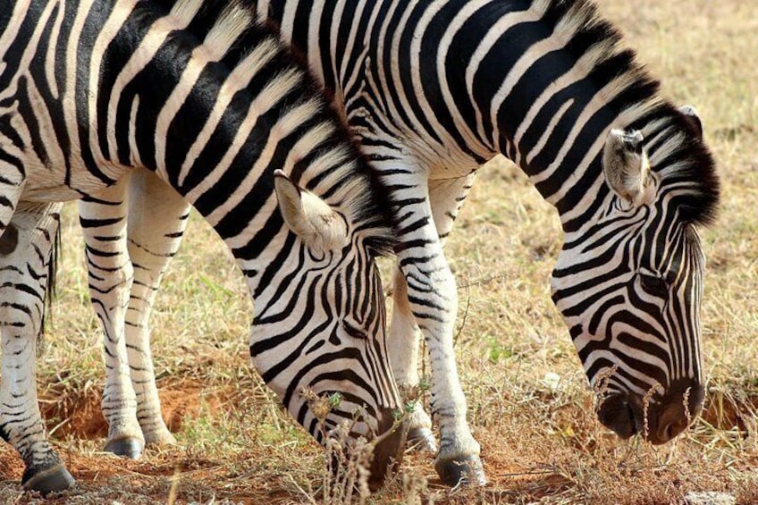 Addo Elephant National Park