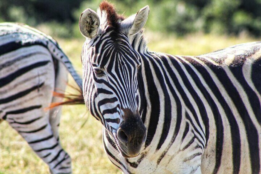 Addo Elephant National Park Safari