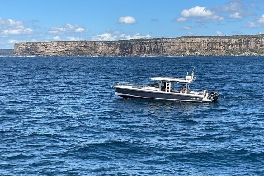 Whales of Sydney Boat Safari